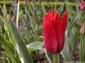 fondos de flor de tulipan Red Shine hasta 2560x1920